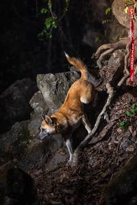 BIB: 
                            <button type="button" onclick="openModal(22163106)" class="btn btn-primary btn-sm float-right btn-popup" data-toggle="modal" data-target=".modal-high-quality">
                        <i class="fas fa-shopping-cart"></i> Add to Cart
                    </button>
                                            <button type="button" onclick="isThisMe(22163106, true)" class="btn btn-success btn-sm float-right btn-popup btn-isme hidden" data-toggle="tooltip" data-placement="bottom" title="นี่คือรูปของคุณใช่ไหม คลิกที่นี่เพื่อเอาเข้าอัลบั้ม">
                        <i class="fas fa-plus"></i> Add to album
                    </button>
                    <button type="button" onclick="isThisMe(22163106, false)" class="btn btn-warning btn-sm float-right btn-popup btn-isnotme hidden">
                        <i class="fas fa-ban"></i> Remove from album
                    </button>